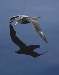 giant petrel